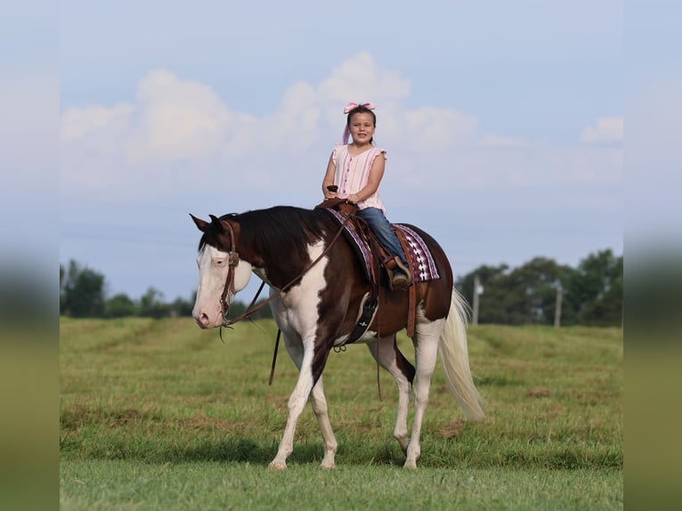 American Paint Horse Ruin 11 Jaar 152 cm Overo-alle-kleuren in Buffalo, MO
