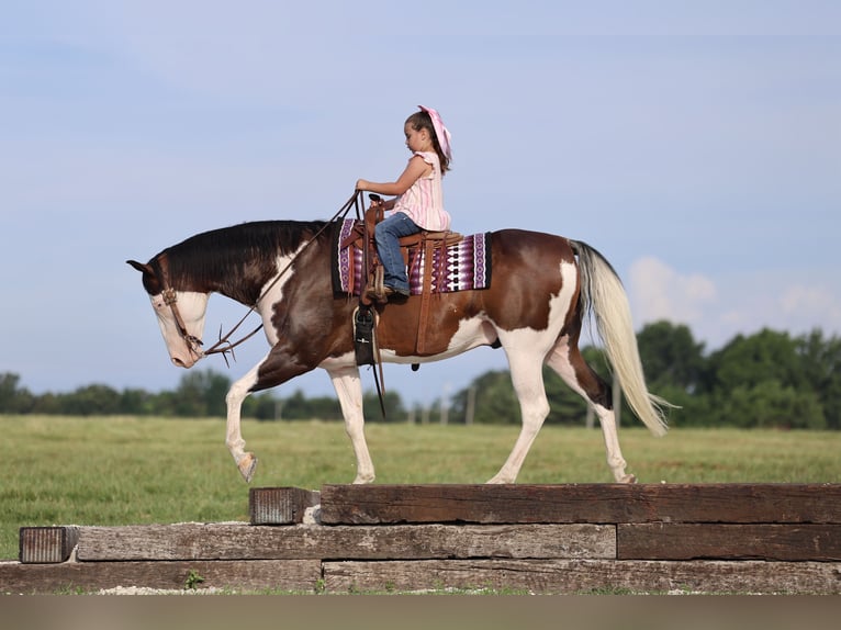 American Paint Horse Ruin 11 Jaar 152 cm Overo-alle-kleuren in Buffalo, MO