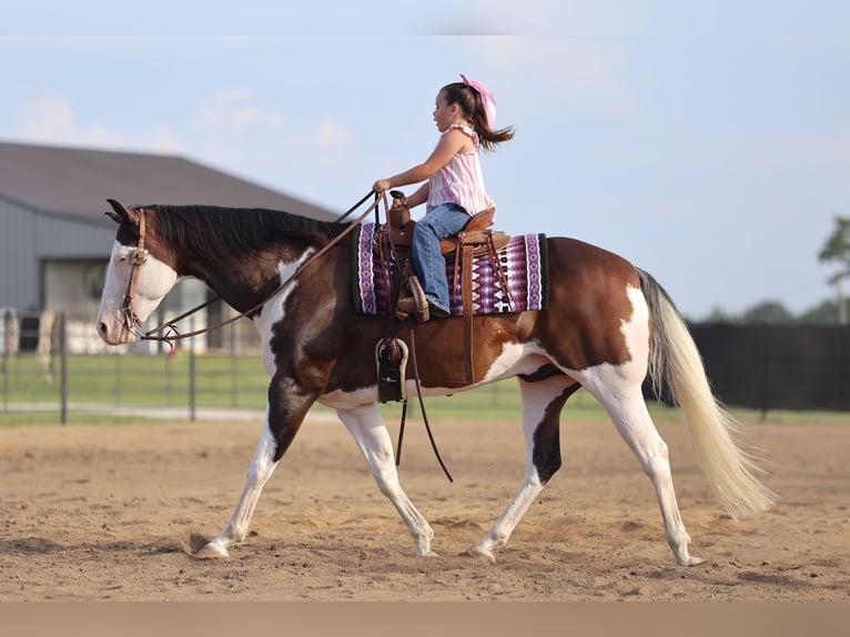 American Paint Horse Ruin 11 Jaar 152 cm Overo-alle-kleuren in Buffalo, MO