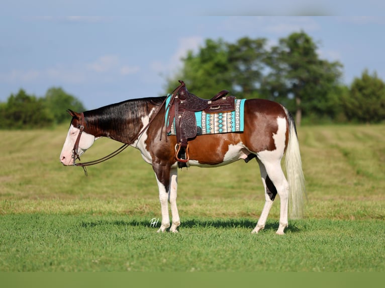 American Paint Horse Ruin 11 Jaar 152 cm Overo-alle-kleuren in Buffalo, MO