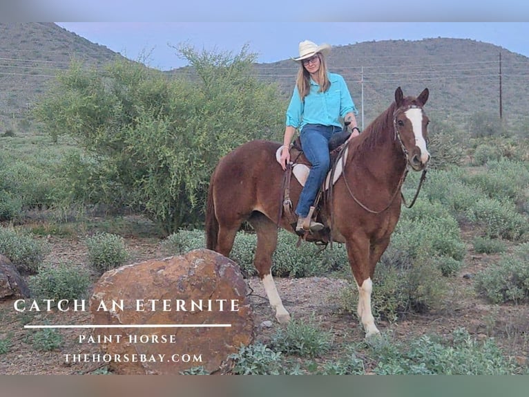 American Paint Horse Ruin 11 Jaar 152 cm Roodvos in Phoenix, AZ