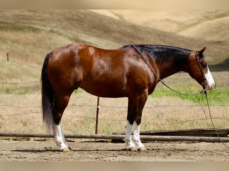 American Paint Horse Ruin 11 Jaar 152 cm Tobiano-alle-kleuren in Tres Pinos