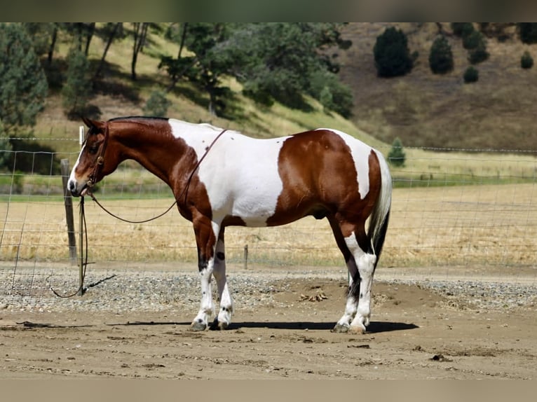 American Paint Horse Ruin 11 Jaar 152 cm Tobiano-alle-kleuren in Tres Pinos