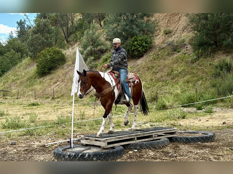 American Paint Horse Ruin 11 Jaar 152 cm Tobiano-alle-kleuren in Tres Pinos