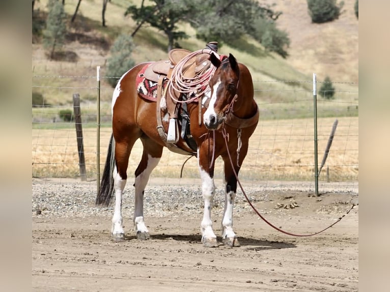 American Paint Horse Ruin 11 Jaar 152 cm Tobiano-alle-kleuren in Tres Pinos