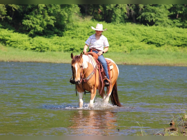 American Paint Horse Ruin 11 Jaar 155 cm Gevlekt-paard in Clarion