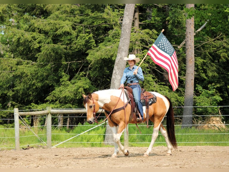 American Paint Horse Ruin 11 Jaar 155 cm Gevlekt-paard in Clarion