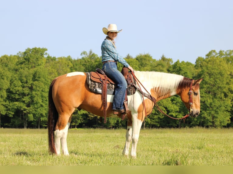 American Paint Horse Ruin 11 Jaar 155 cm Gevlekt-paard in Clarion