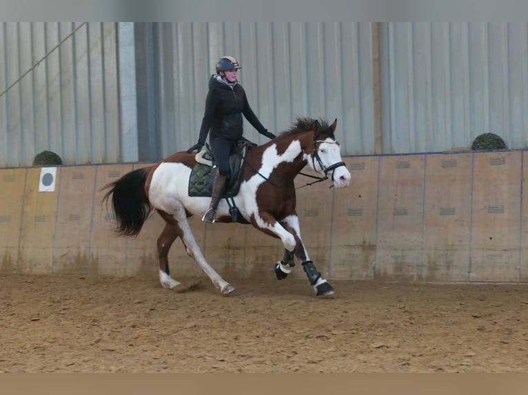 American Paint Horse Ruin 11 Jaar 155 cm Gevlekt-paard in Neustadt (Wied)