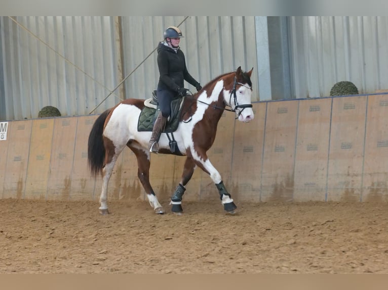 American Paint Horse Ruin 11 Jaar 155 cm Gevlekt-paard in Neustadt (Wied)