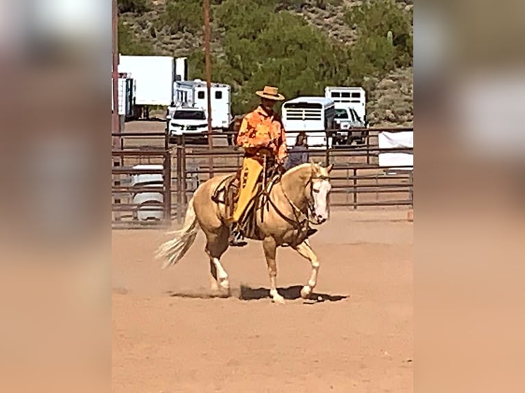 American Paint Horse Ruin 11 Jaar 155 cm Palomino in Cave Creek, AZ