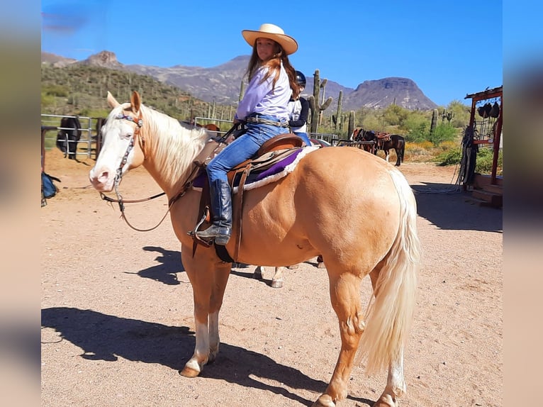 American Paint Horse Ruin 11 Jaar 155 cm Palomino in Cave Creek, AZ