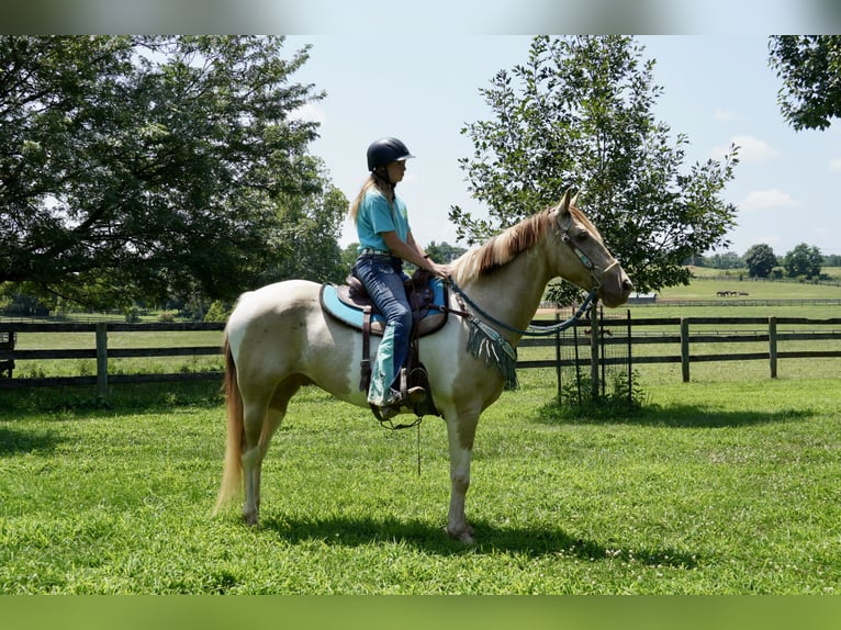 American Paint Horse Mix Ruin 11 Jaar 160 cm Gevlekt-paard in Tuscarora