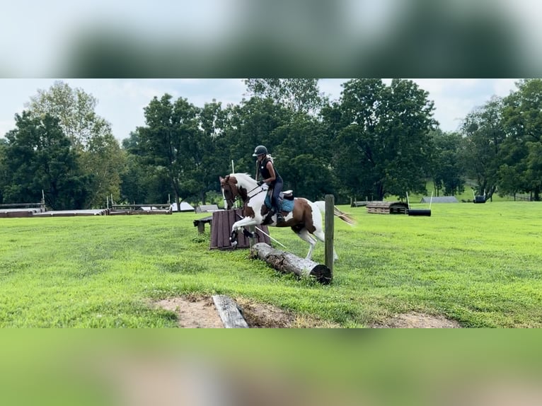 American Paint Horse Ruin 11 Jaar Gevlekt-paard in Gap