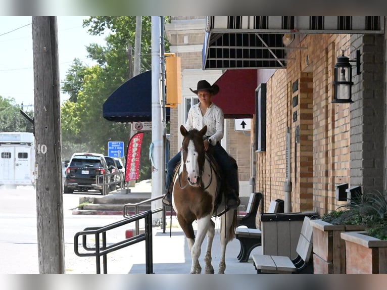 American Paint Horse Ruin 11 Jaar Gevlekt-paard in Grandview