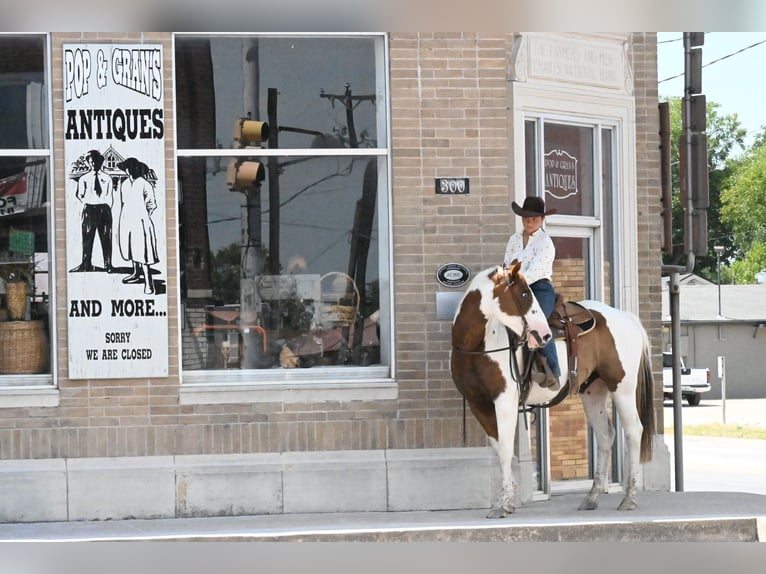 American Paint Horse Ruin 11 Jaar Gevlekt-paard in Grandview