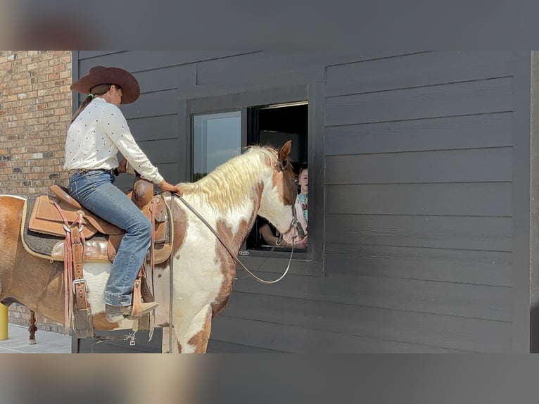 American Paint Horse Ruin 11 Jaar Gevlekt-paard in Grandview
