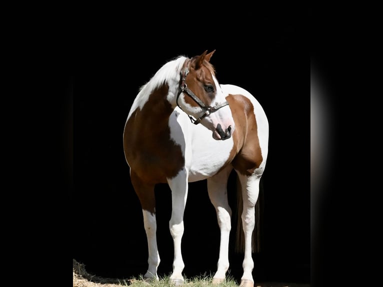 American Paint Horse Ruin 11 Jaar Gevlekt-paard in Grandview