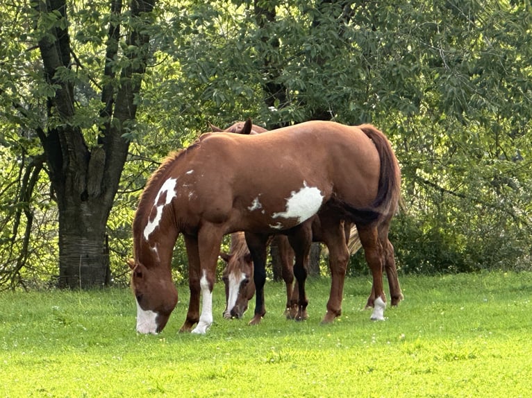 American Paint Horse Ruin 11 Jaar Overo-alle-kleuren in Saint-Georges sur meuse