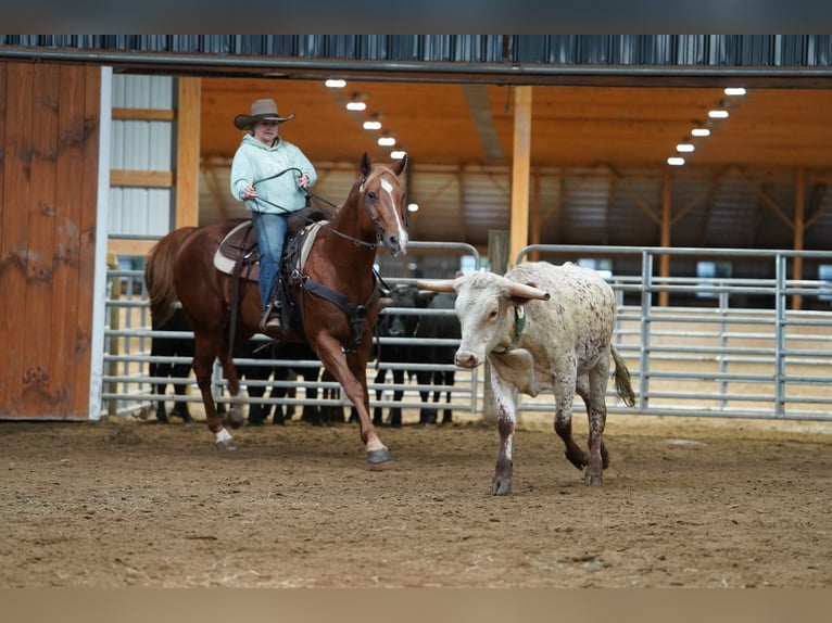 American Paint Horse Ruin 11 Jaar Roodvos in Clarion