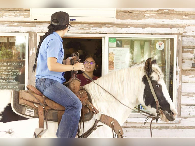 American Paint Horse Ruin 12 Jaar 132 cm Tobiano-alle-kleuren in Canton TX