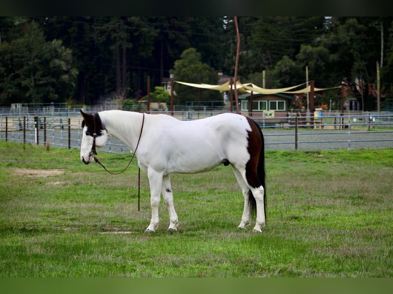American Paint Horse Ruin 12 Jaar 147 cm Tobiano-alle-kleuren in Bitterwater CA