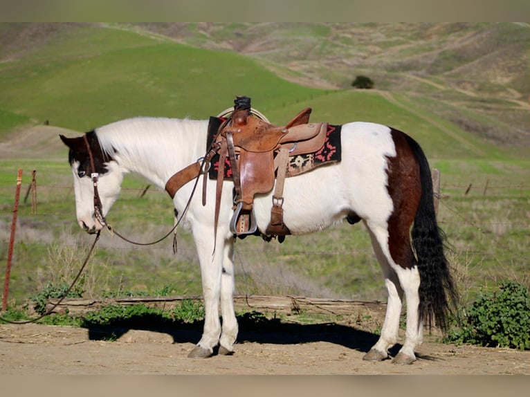 American Paint Horse Ruin 12 Jaar 147 cm Tobiano-alle-kleuren in Bitterwater CA