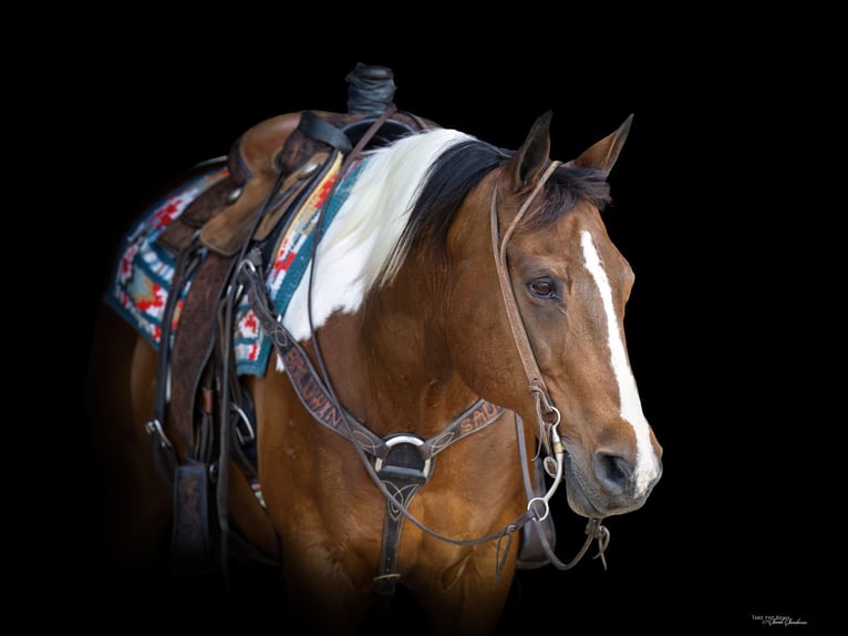 American Paint Horse Ruin 12 Jaar 152 cm Gevlekt-paard in Madill
