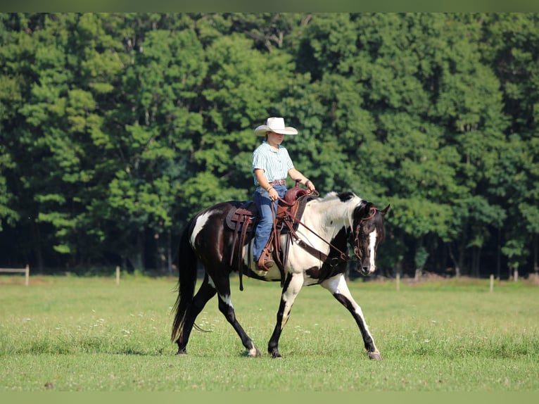 American Paint Horse Ruin 12 Jaar 152 cm Gevlekt-paard in Clarion