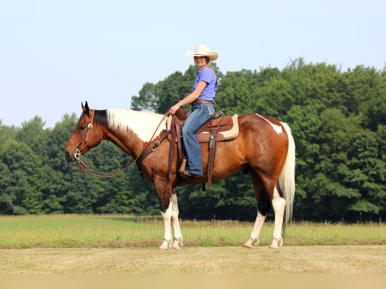American Paint Horse Ruin 12 Jaar 152 cm Gevlekt-paard in Clarion