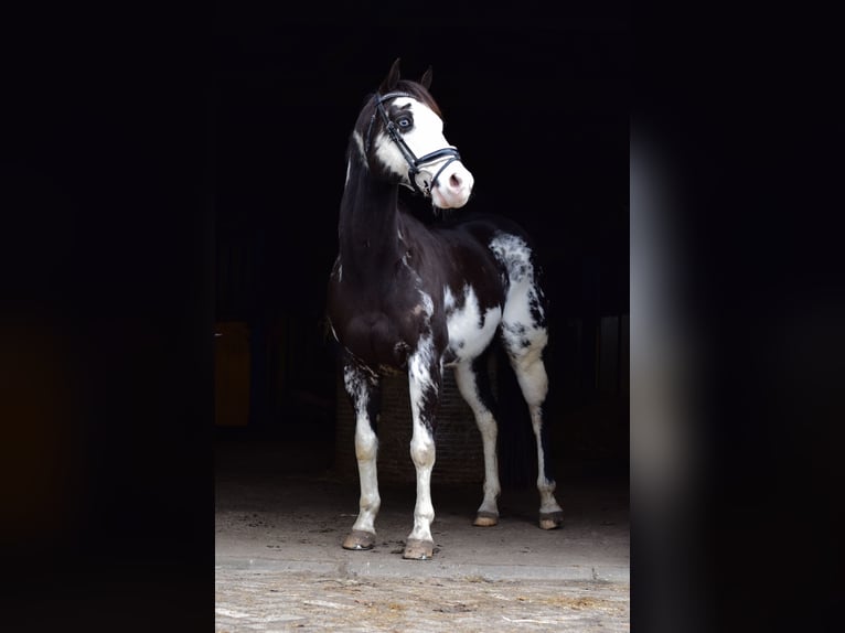American Paint Horse Ruin 12 Jaar 154 cm Overo-alle-kleuren in Putten