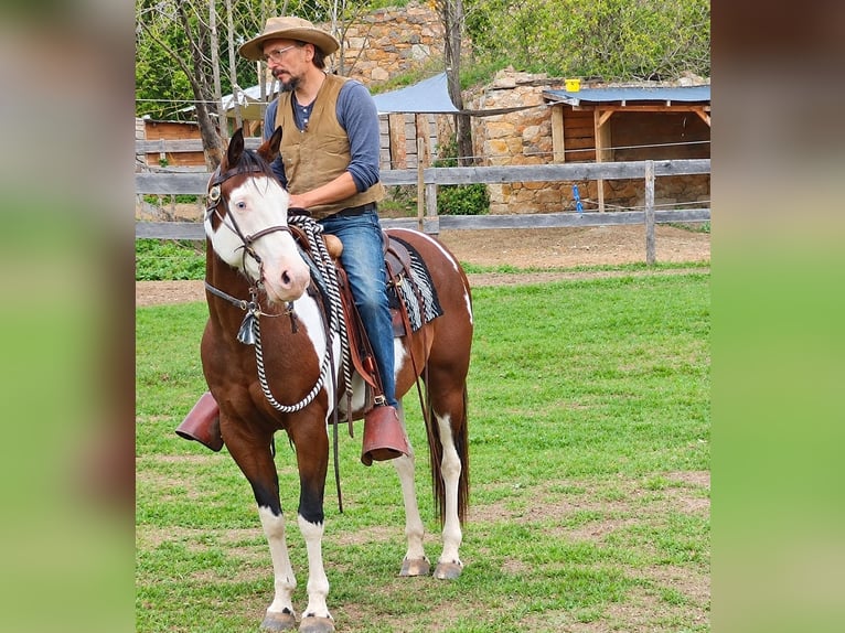 American Paint Horse Ruin 12 Jaar 154 cm Tovereo-alle-kleuren in Frohburg