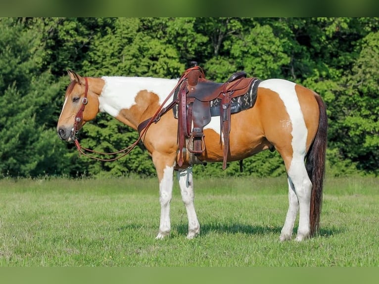 American Paint Horse Ruin 12 Jaar 155 cm Gevlekt-paard in Clarion