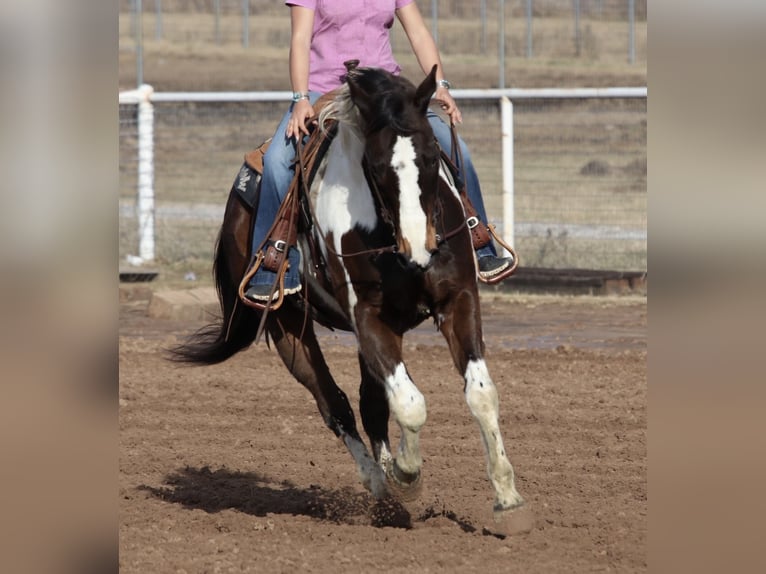 American Paint Horse Ruin 12 Jaar 155 cm Gevlekt-paard in Mineral Wells