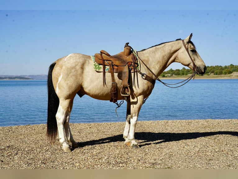 American Paint Horse Ruin 12 Jaar 155 cm Gevlekt-paard in Corsica