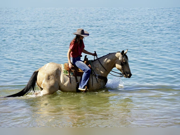 American Paint Horse Ruin 12 Jaar 155 cm Gevlekt-paard in Corsica