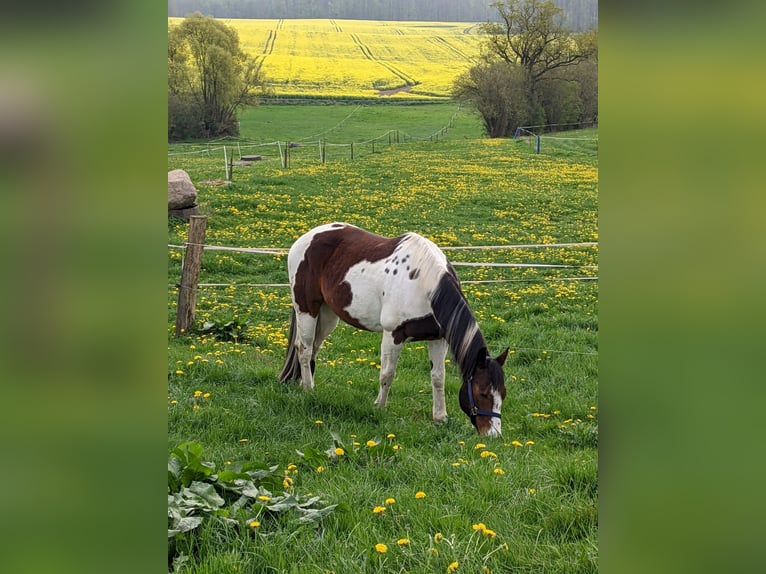 American Paint Horse Ruin 12 Jaar 158 cm Bruin in Satow