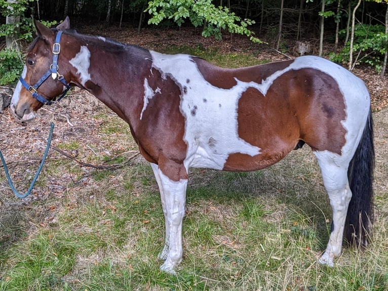 American Paint Horse Ruin 12 Jaar 158 cm Bruin in Satow