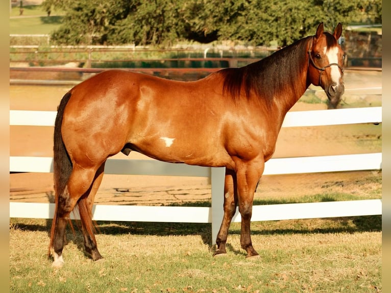 American Paint Horse Ruin 12 Jaar 168 cm Roodbruin in Weatherford