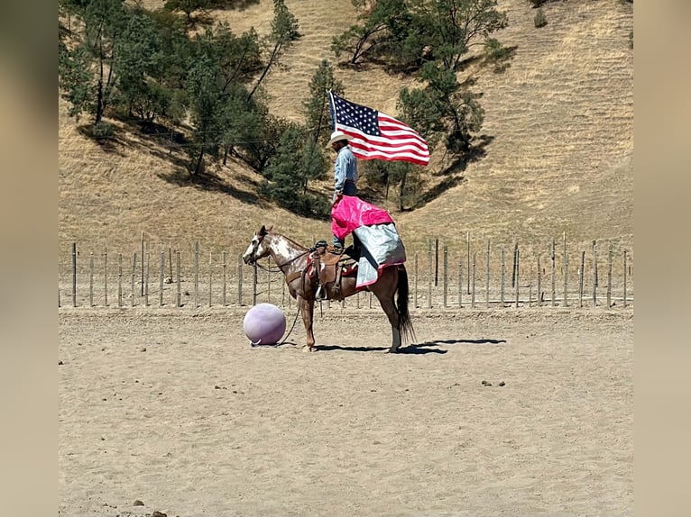 American Paint Horse Ruin 12 Jaar Overo-alle-kleuren in Tres Pinos