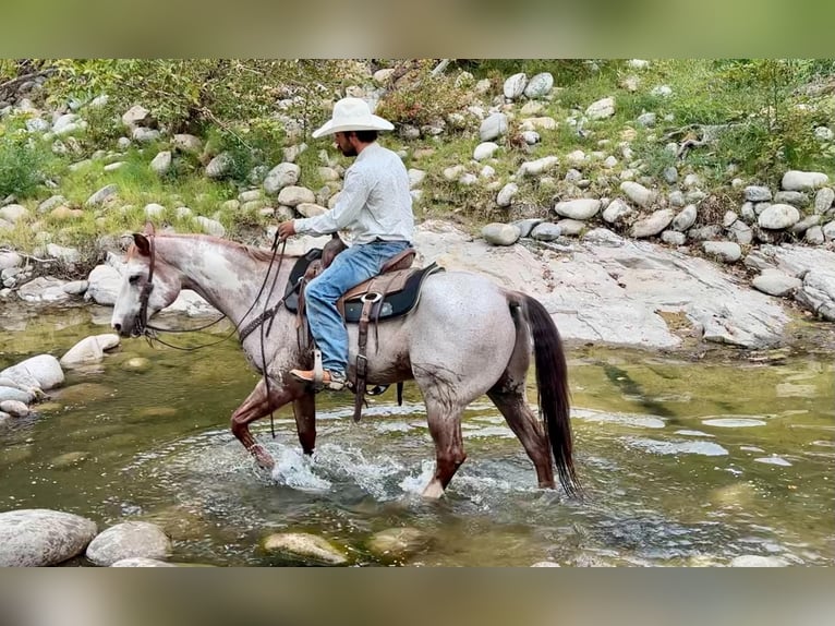 American Paint Horse Ruin 12 Jaar Overo-alle-kleuren in Tres Pinos