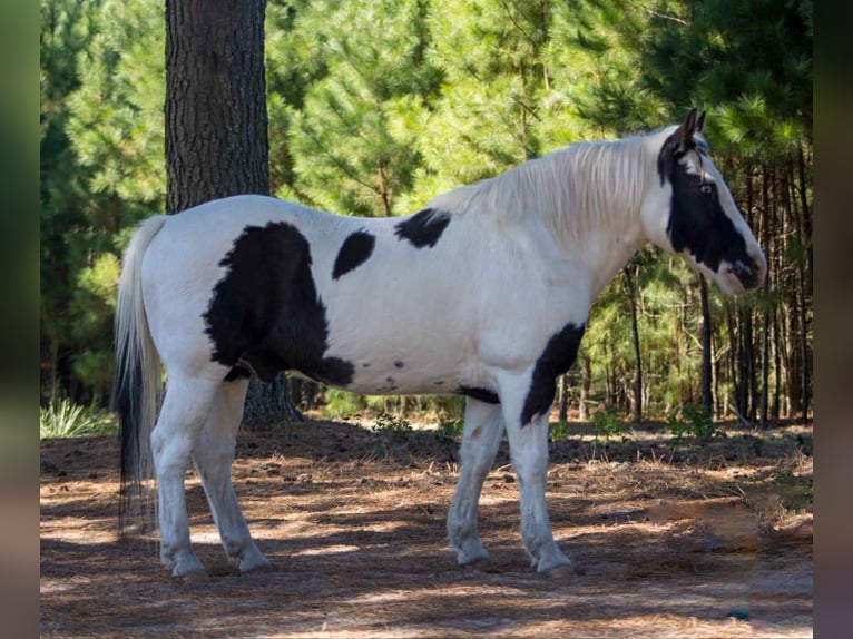 American Paint Horse Ruin 13 Jaar 132 cm Tobiano-alle-kleuren in Canton TX