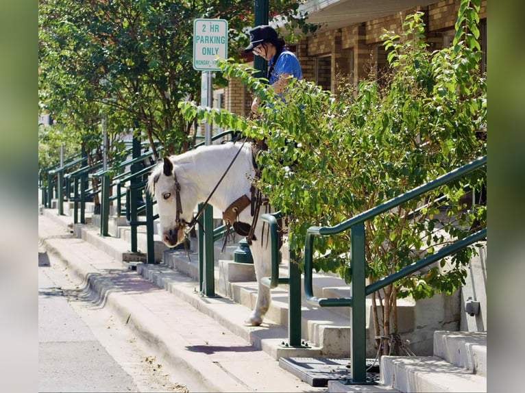 American Paint Horse Ruin 13 Jaar 132 cm Tobiano-alle-kleuren in Canton TX