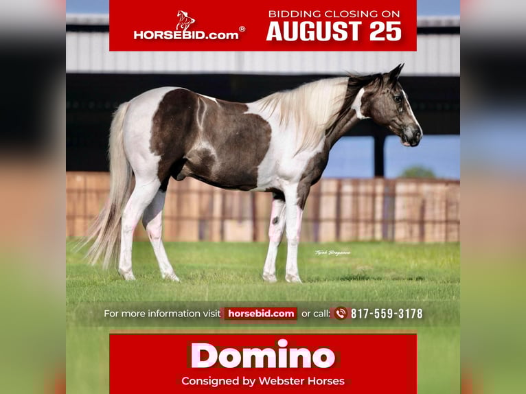 American Paint Horse Ruin 13 Jaar 147 cm Gevlekt-paard in Springtown