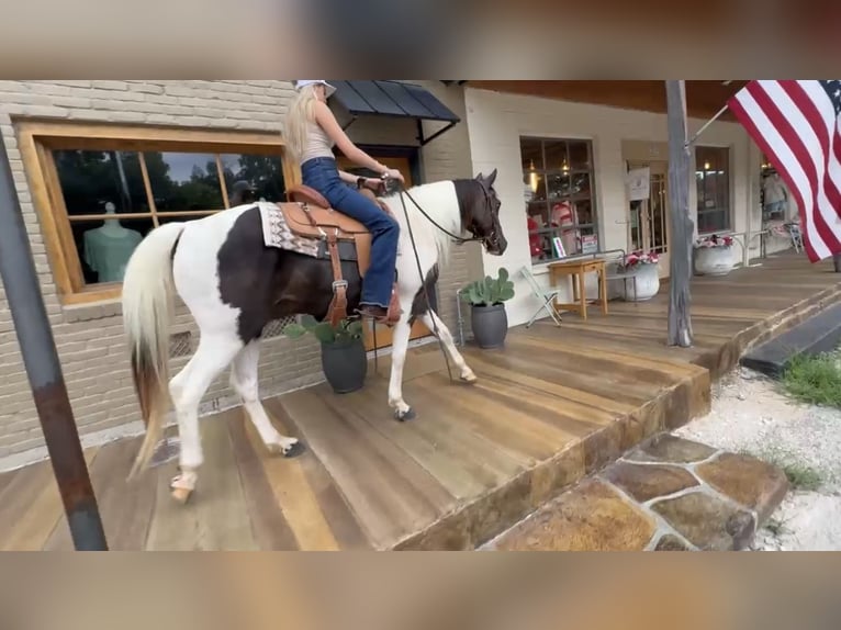 American Paint Horse Ruin 13 Jaar 147 cm Gevlekt-paard in Springtown