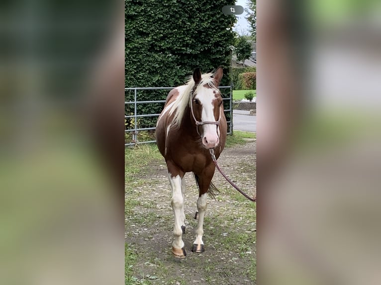 American Paint Horse Ruin 13 Jaar 150 cm Tovereo-alle-kleuren in Simmerath