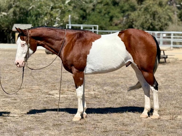 American Paint Horse Ruin 13 Jaar 152 cm Overo-alle-kleuren in King City