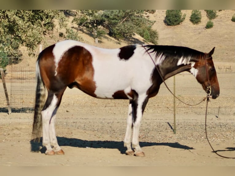 American Paint Horse Ruin 13 Jaar 152 cm Tobiano-alle-kleuren in Tres Pinos