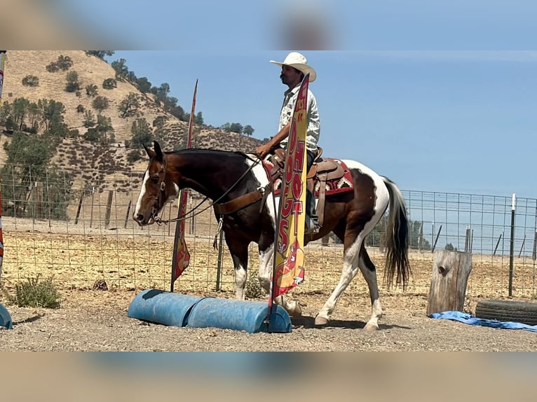 American Paint Horse Ruin 13 Jaar 152 cm Tobiano-alle-kleuren in Tres Pinos