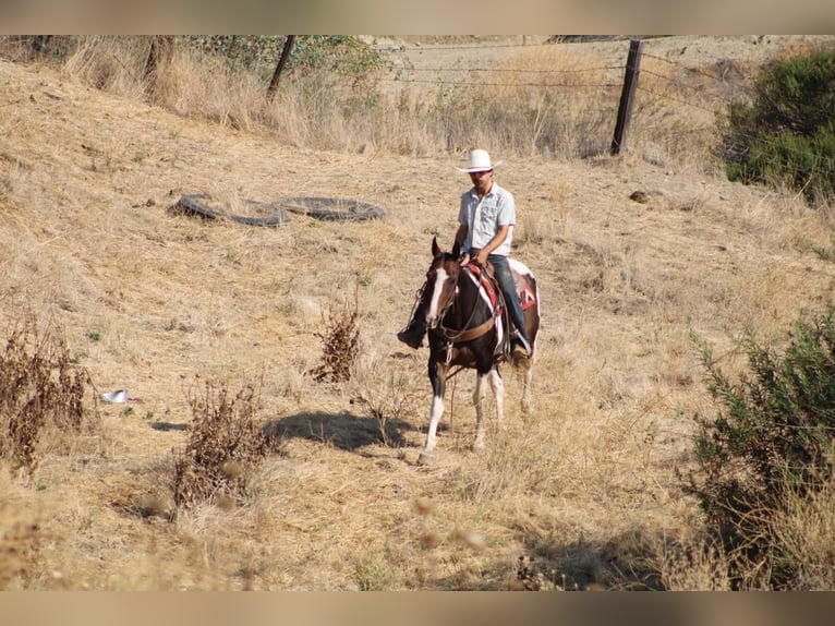 American Paint Horse Ruin 13 Jaar 152 cm Tobiano-alle-kleuren in Tres Pinos